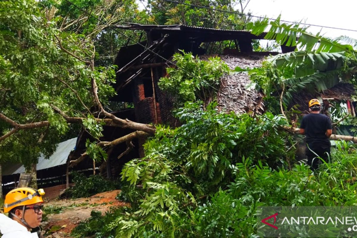 Angin kencang landa Bukittinggi, BPBD setempat terima laporan sembilan pohon tumbang dan satu rumah rusak