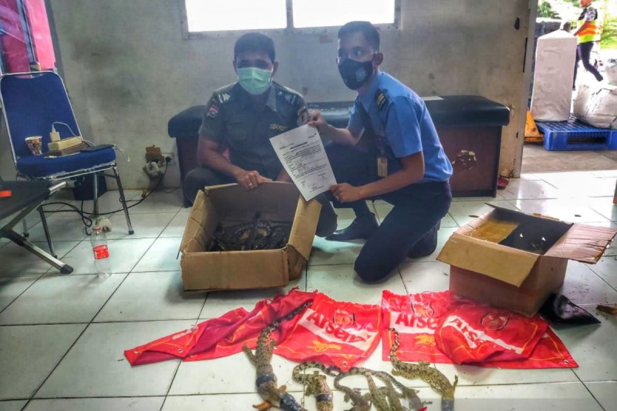 Penyeludupan 22 anak buaya di Pekanbaru gagal