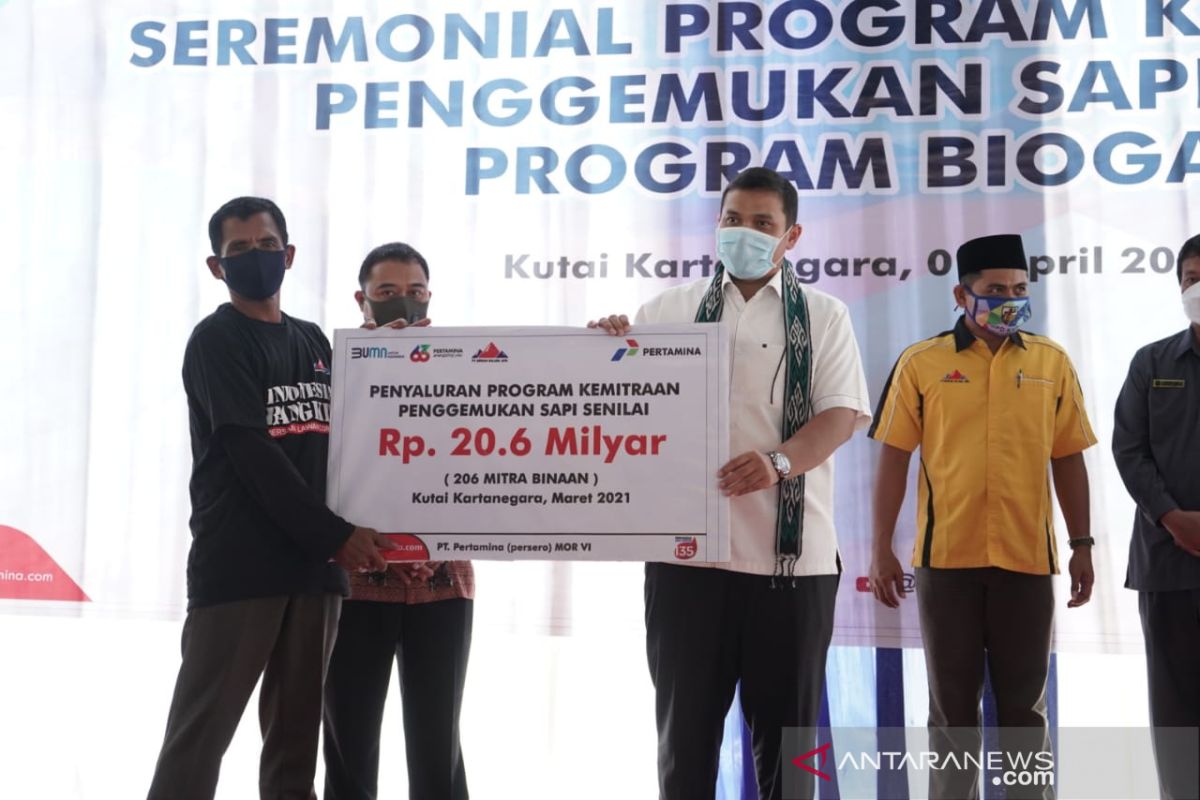 Pertamina salurkan bantuan Rp20,6 miliar untuk 206 peternak sapi di Kaltim