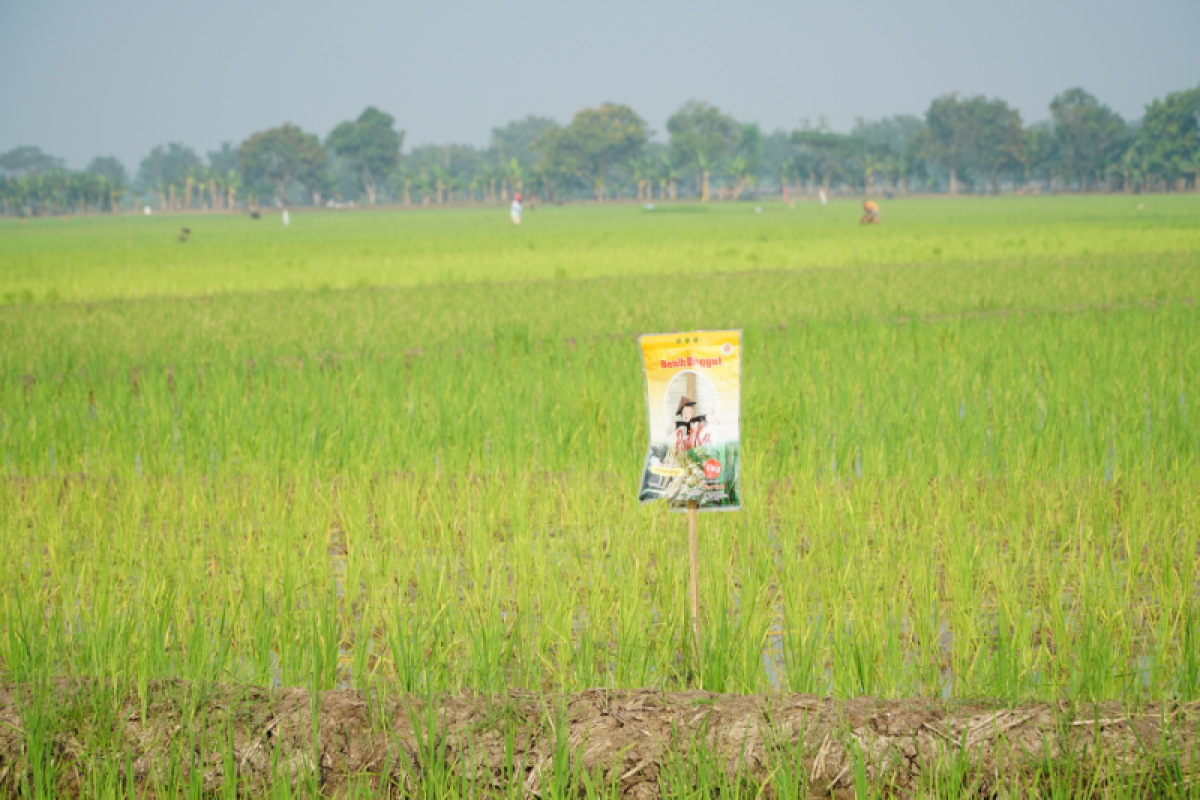 PT Pertani dipercaya pasok benih bagi 380 ribu hektare sawah