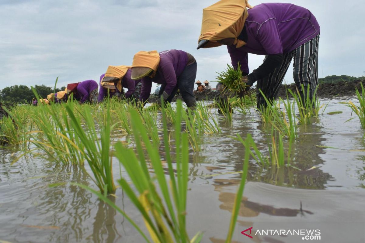 Tidak ada gejolak pupuk subsidi jelang musim tanam di Malang