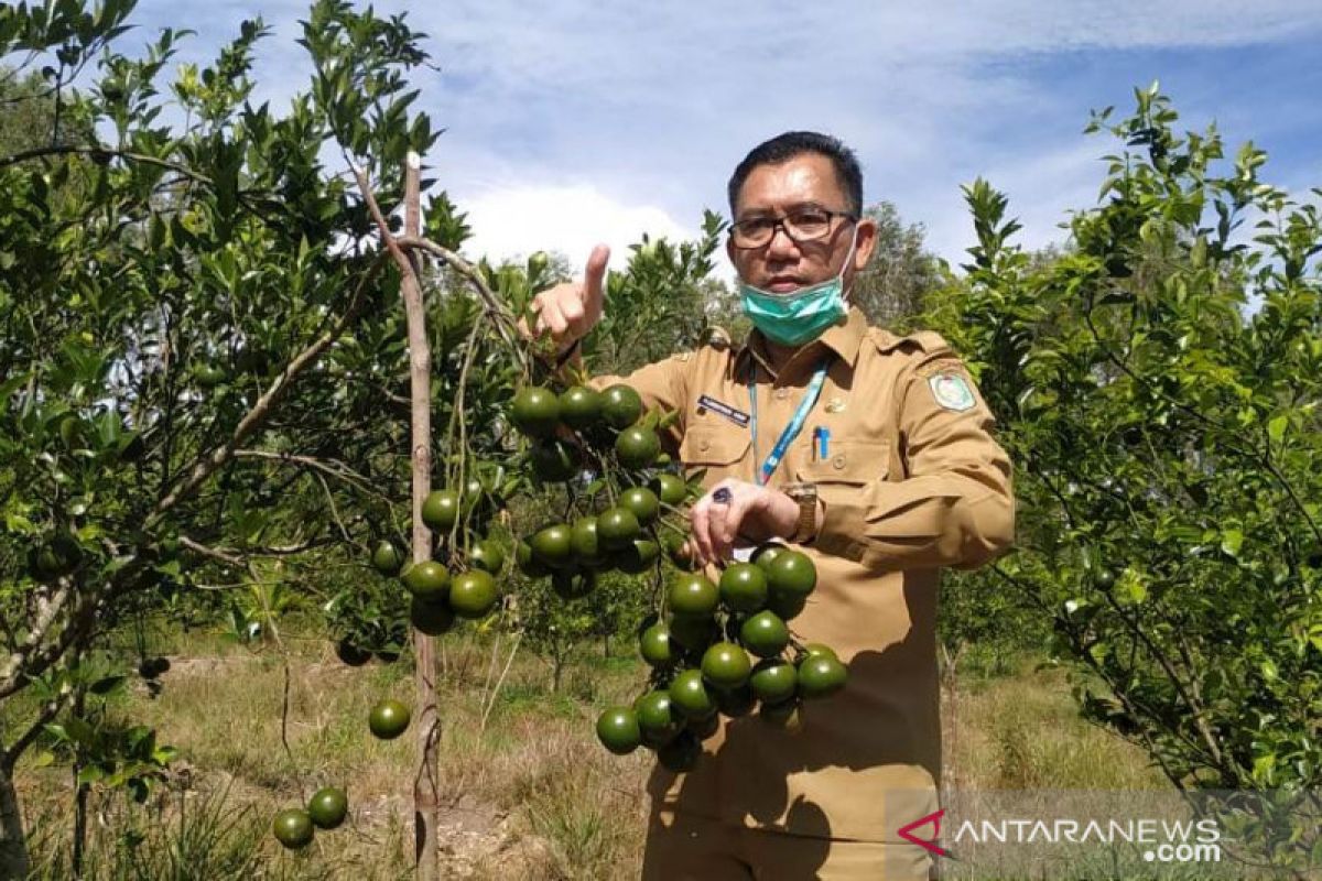 Tahun ini pengembangan jeruk teknologi Bujangseta di Sambas 1.000 hektare