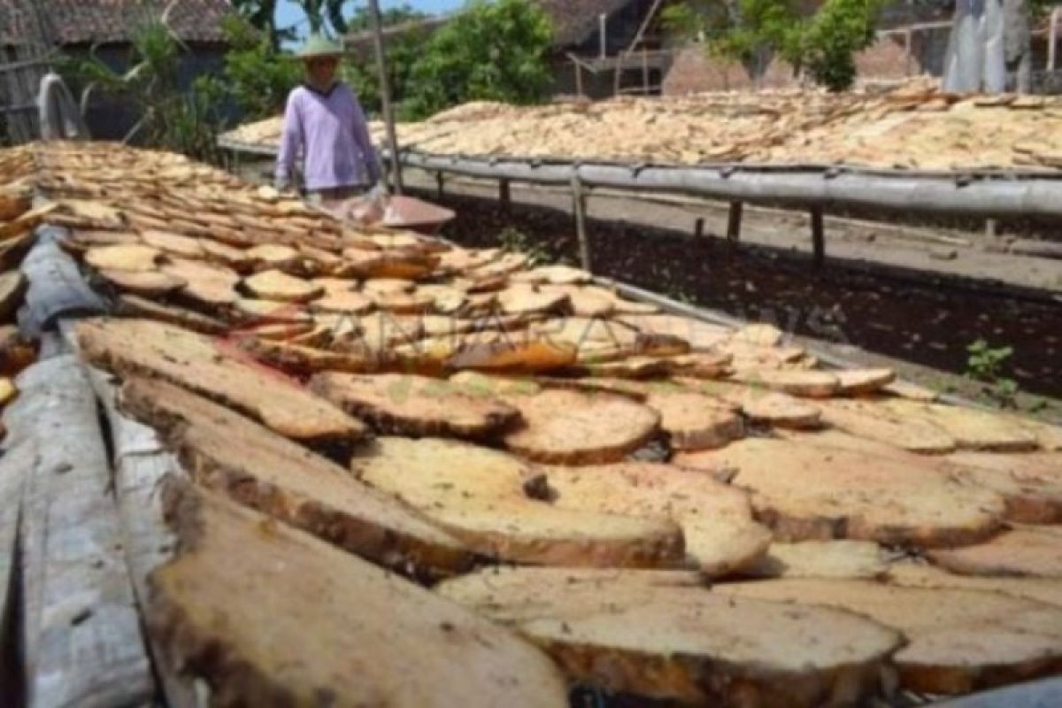 Lahan budi daya tanaman porang di Madiun terus bertambah