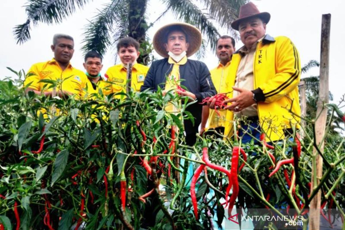 Ketua Golkar Aceh hadiri panen perdana cabai di Nagan Raya