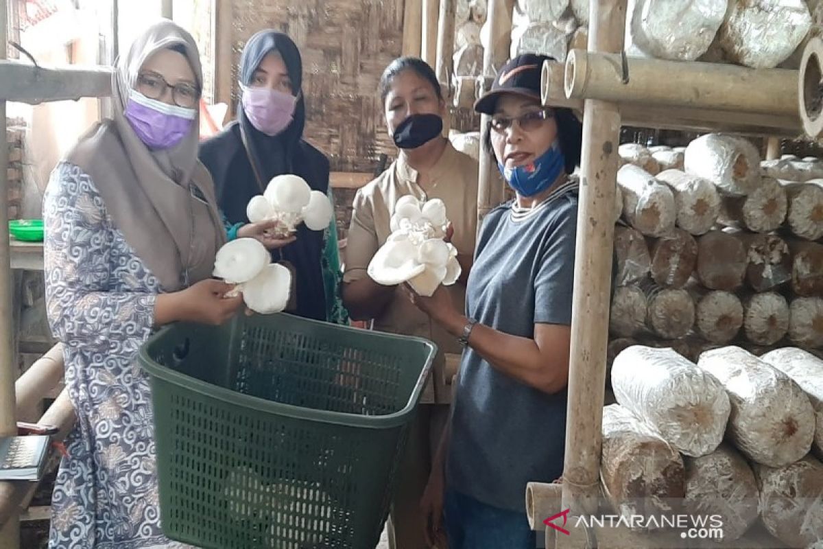 Polbangtan Medan segera bina petani Jamur Tiram Deli Serdang dari hulu ke hilir