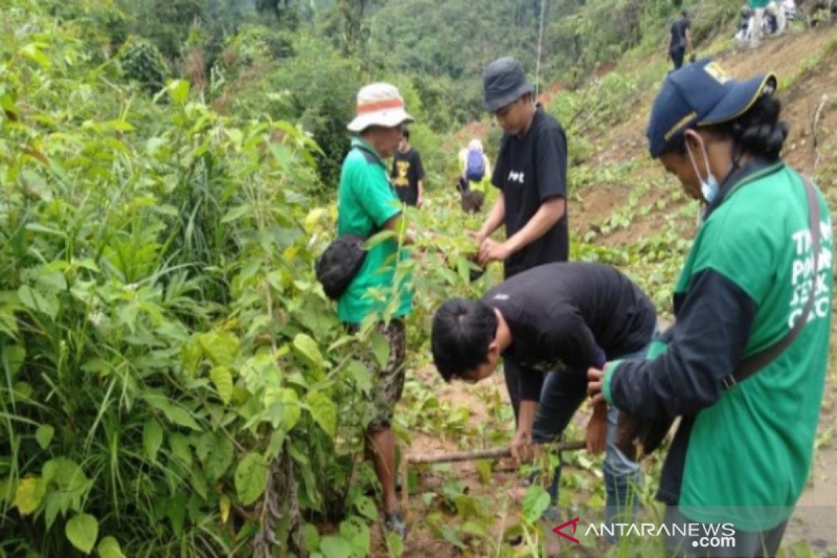 700 pohon Enau Balangan di tanam di Loksado dan Piani
