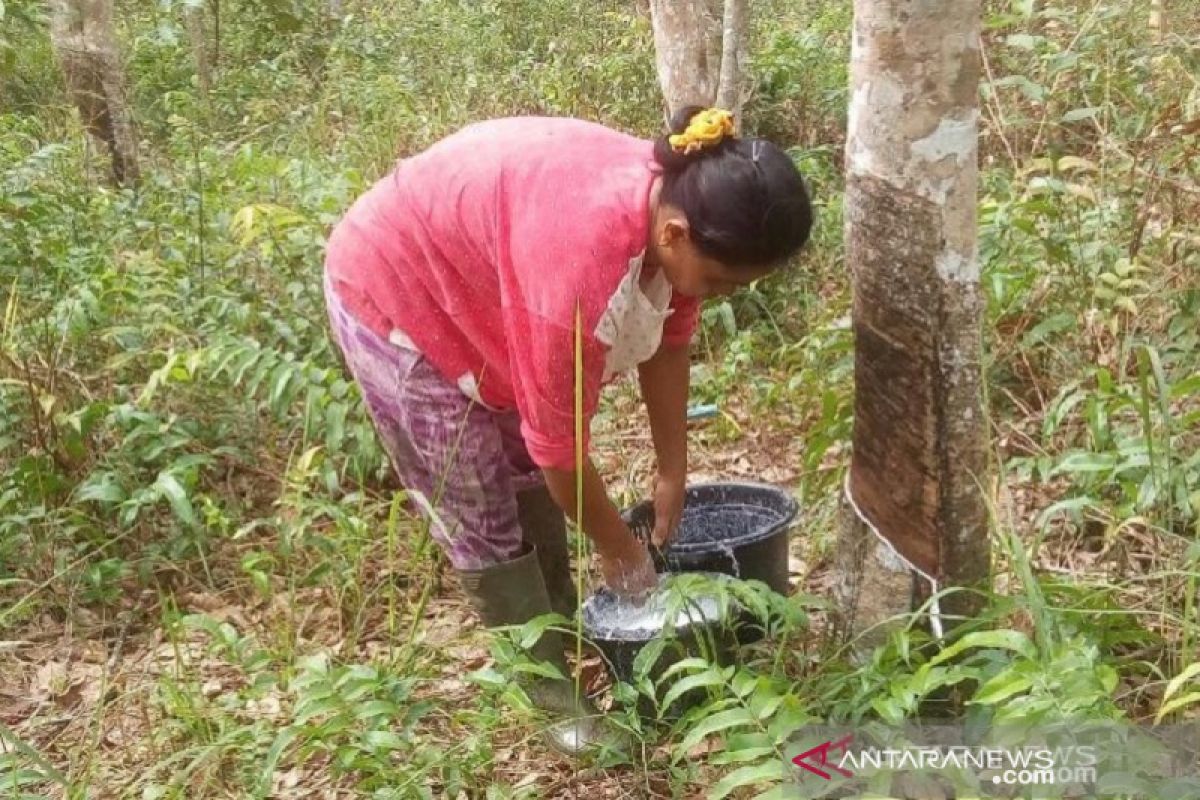 Harga karet dan sawit petani Babel naik