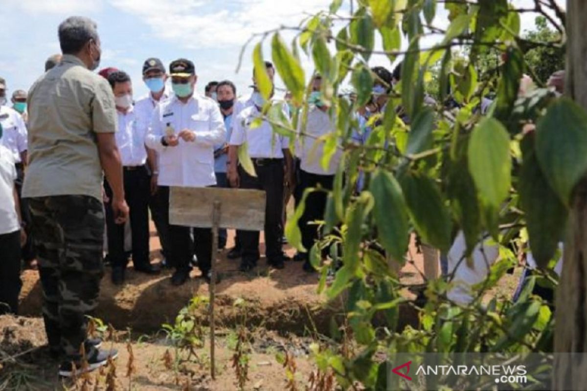 Harga lada putih kembali naik tinggi