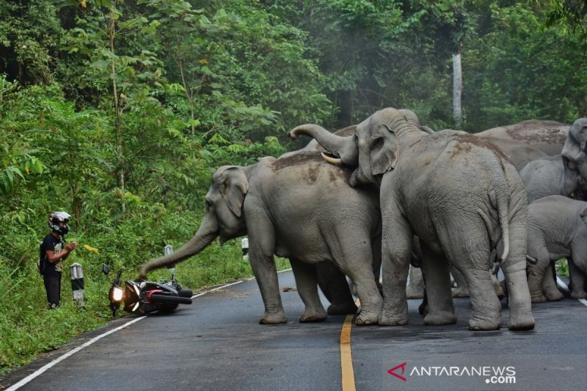 Komunitas kawanan gajah perlihatkan cara hidup  berdampingan