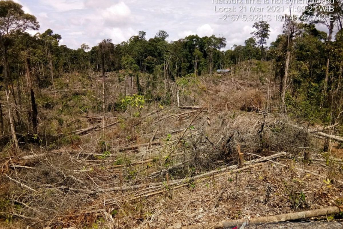 334,38 hektare hutan Mukomuko rusak akibat perambahan