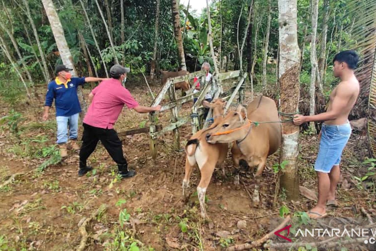 Disnakeswan Tala bantu peternak Desa Batu Ampar