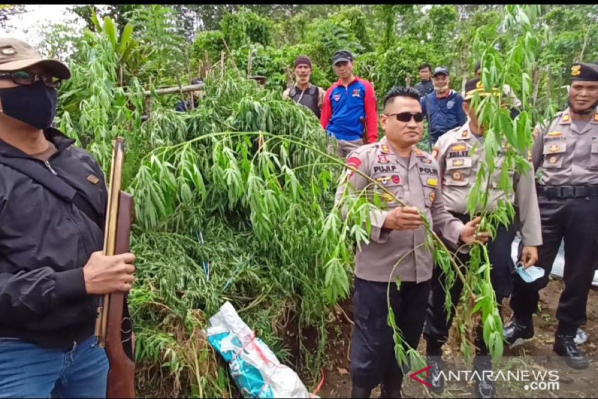 Polisi tangkap oknum guru tanam ratusan batang tanaman ganja