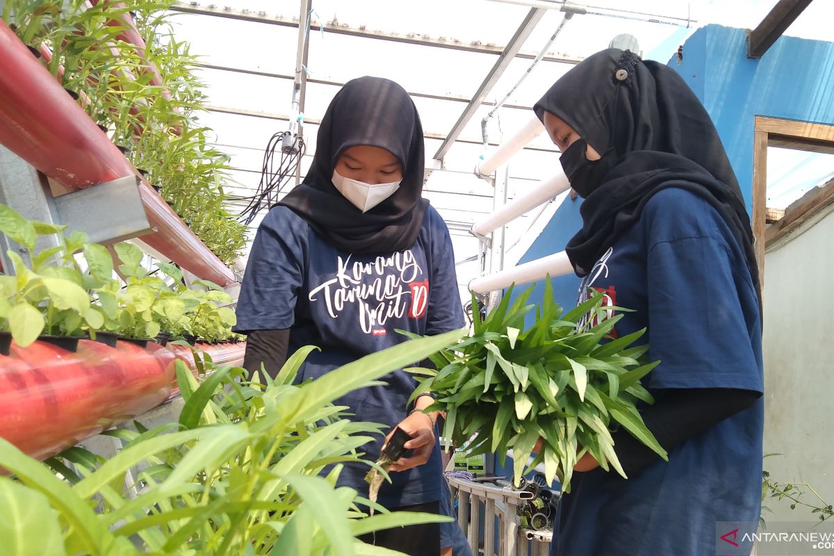 Mendulang rupiah dari "urban farming"