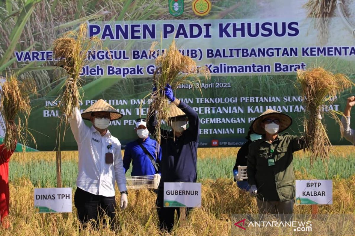 BPTP siap tingkatkan produktivitas padi di Kalimantan Barat