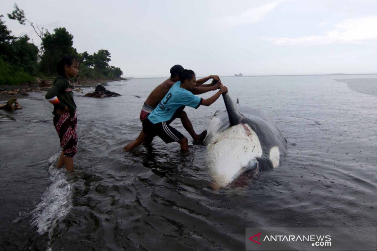 Paus Orca ditemukan mati terdampar di Banyuwangi