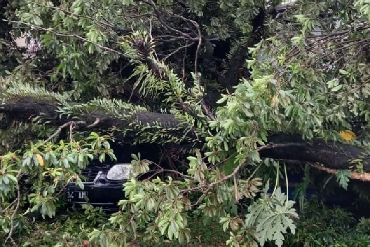 Padang dilanda angin kencang, puluhan pohon tumbang