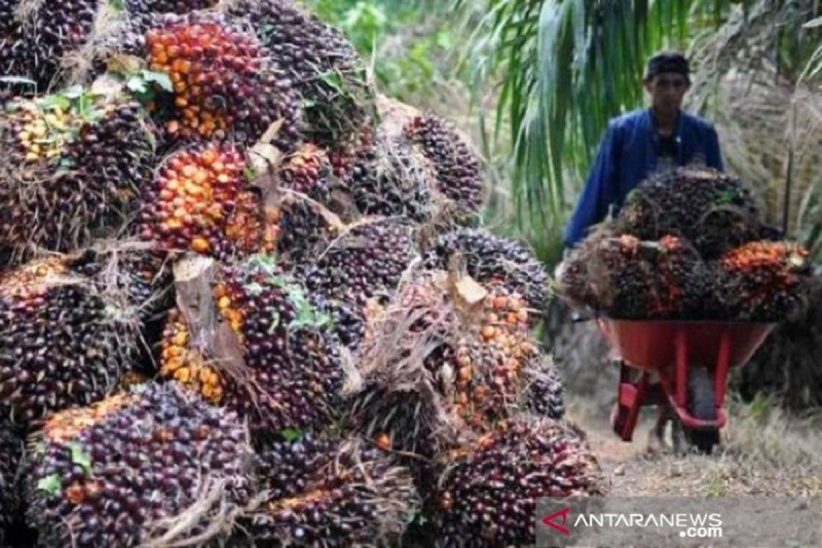 Turun harga CPO di Jambi