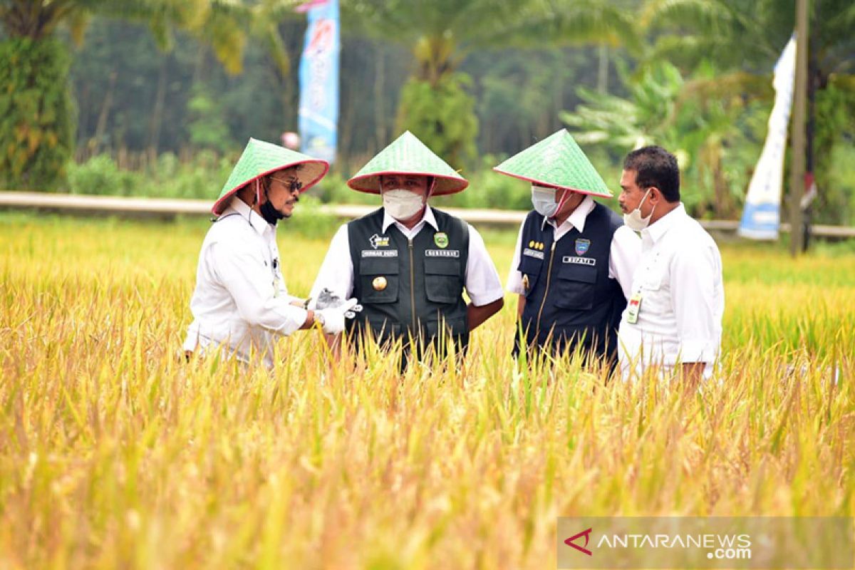 Menteri Pertanian ikut panen raya padi di OKU Timur