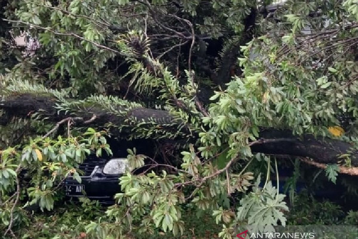 Pohon tumbang timpa sejumlah rumah dan satu mobil di Padang