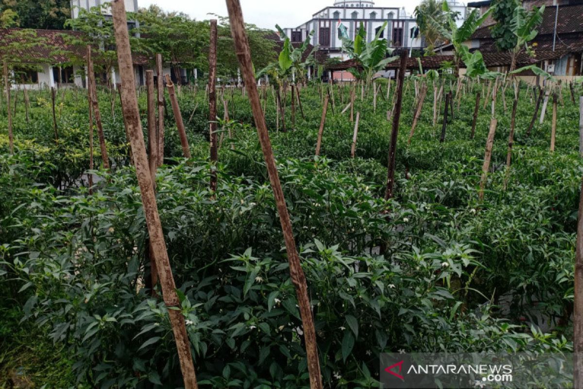 Pemkab Klaten salurkan pupuk bersubsidi sesuai rekomendasi Balitbangtan