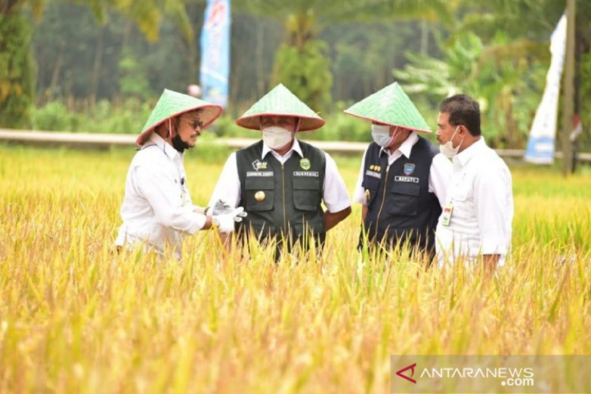 Menteri Pertanian ikut panen  raya padi di OKU Timur Sumsel