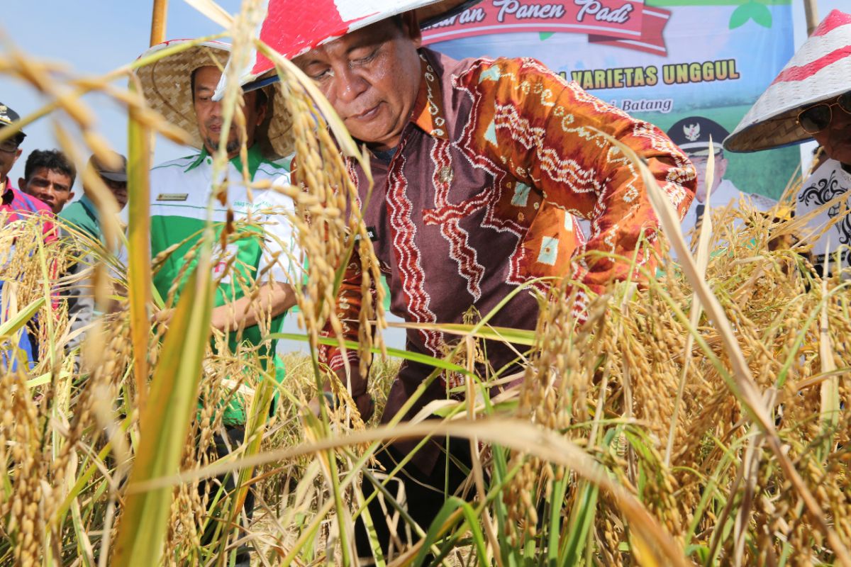 Surplus beras sejak 2016, Kalsel cetak sejarah ketahanan pangan