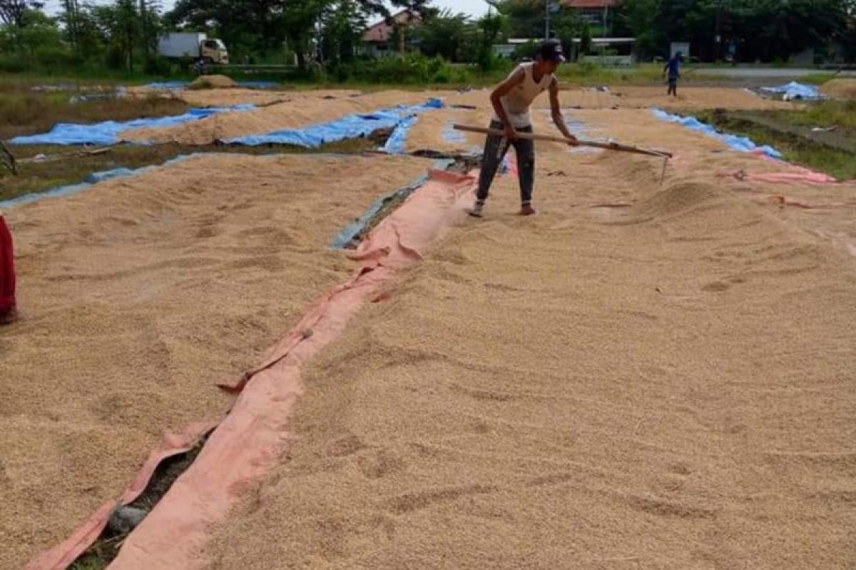 Harga beras di Mesuji anjlok