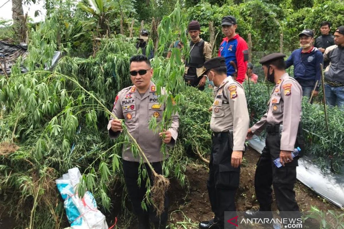 Polres Rejang Lebong kembangkan kasus ladang ganja 1/4 Ha