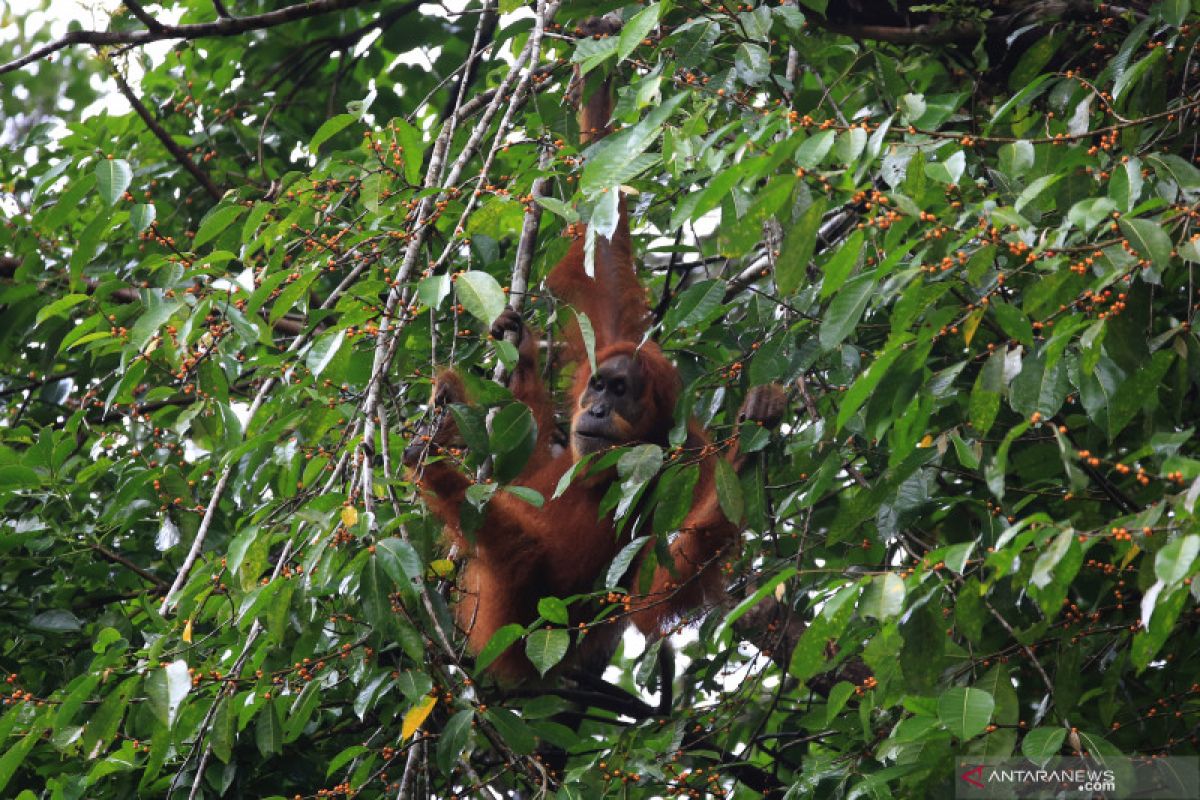 Tercatat 1.968 ekor orangutan hidup di Taman Nasional Kapuas Hulu