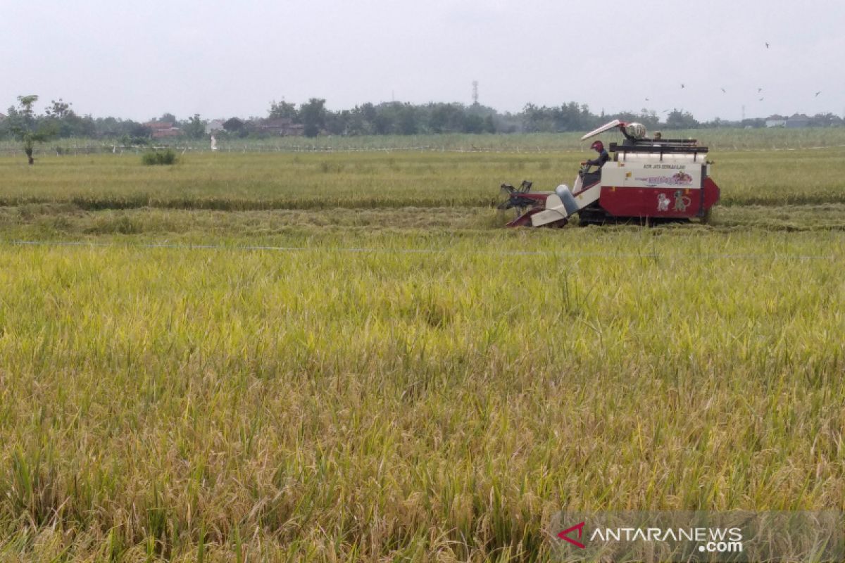 Kementan memperkirakan produksi beras surplus 3,66 juta ton hingga Mei