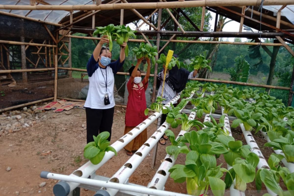 Hidroponik, bertani di lahan terbatas