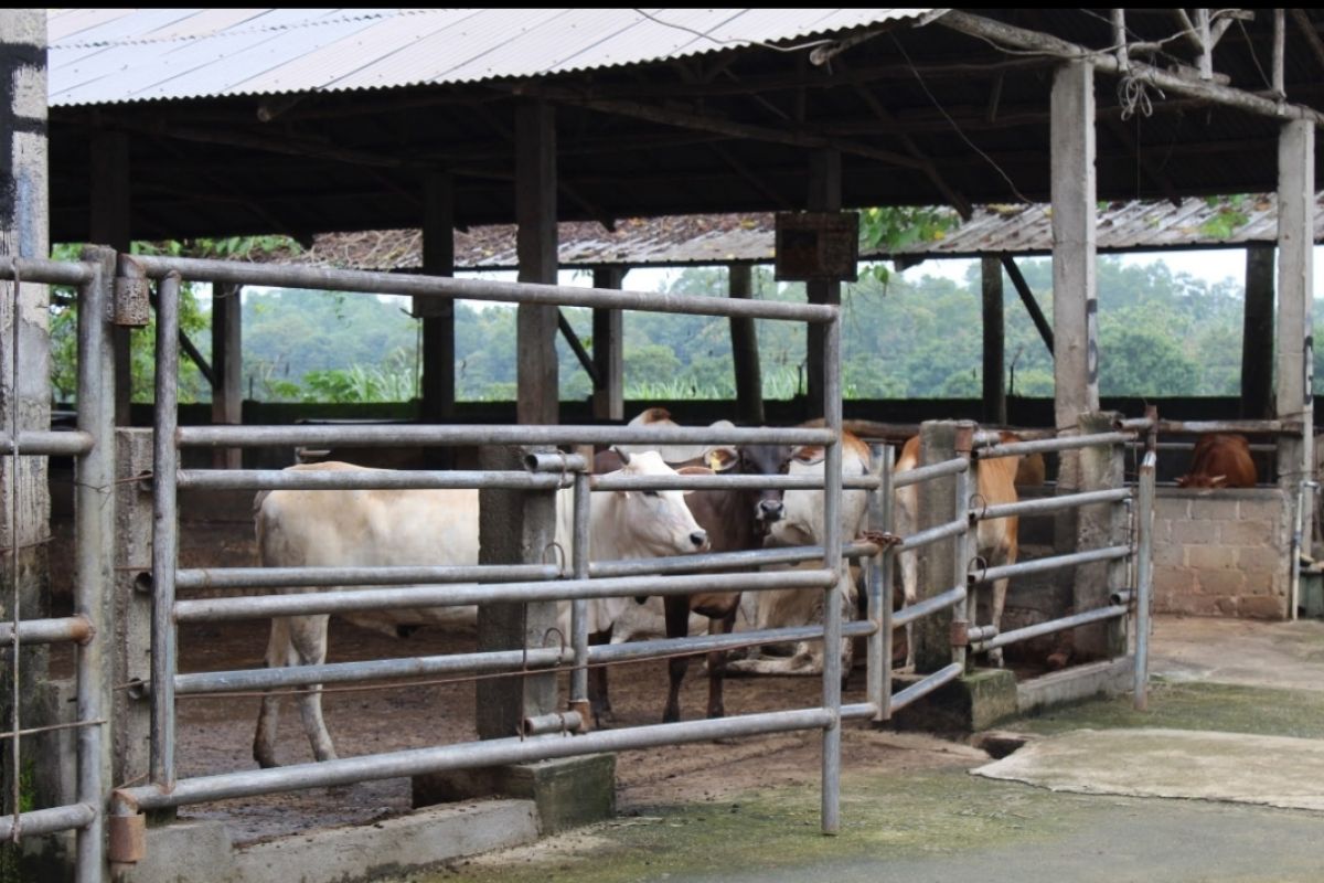 Disnakkeswan Lampung imbau feedlotter tidak naikkan harga jual jelang Ramadhan