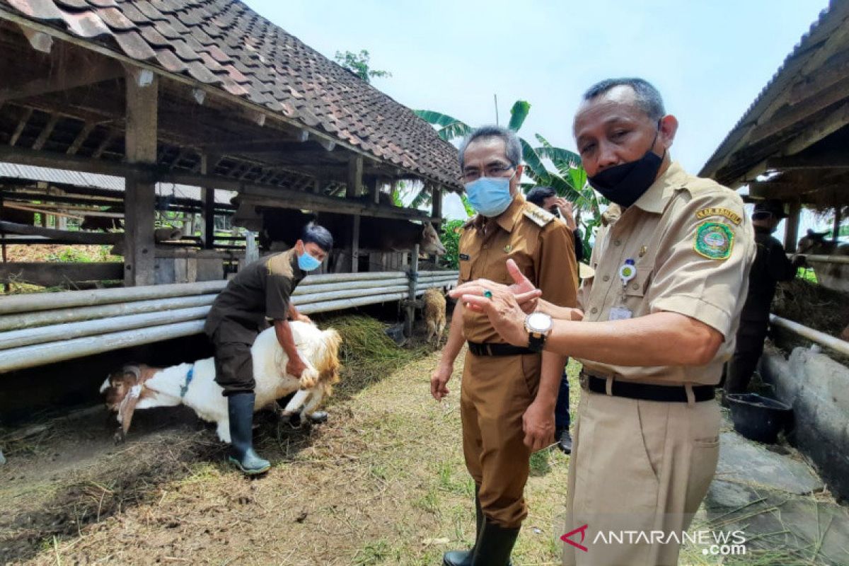 Bantul menyuplai 70 persen kebutuhan daging di DIY