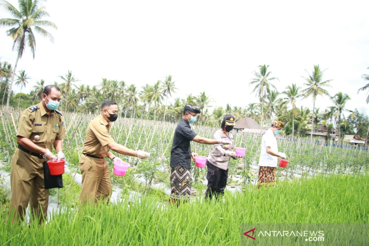 Badung jaga produktivitas petani selama pandemi