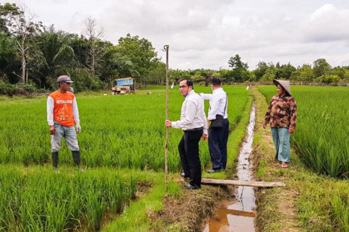 Pemerintah bantu pemulihan pertanian pascabanjir Kalsel 50 ribu hektare