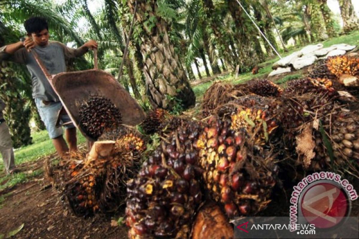 Riau: Palm oil price slides by Rp120.23/kg