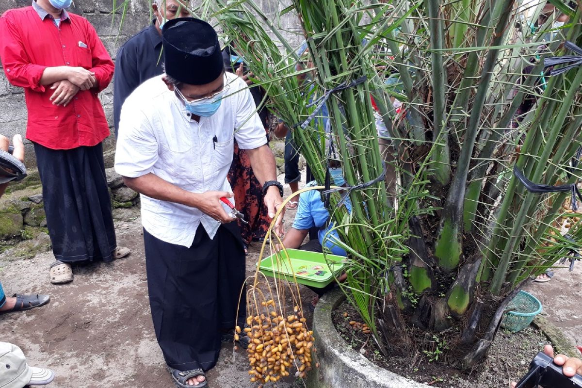 Pohon kurma hasil budi daya warga di Kabupaten Kediri berhasil panen