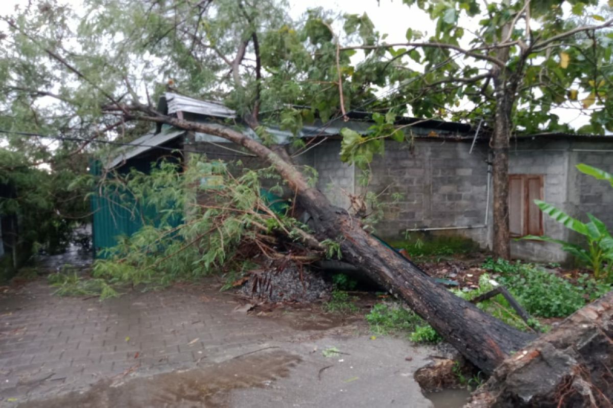 PLN berhasil pulihkan listrik padam akibat cuaca ekstrem di Yogyakarta
