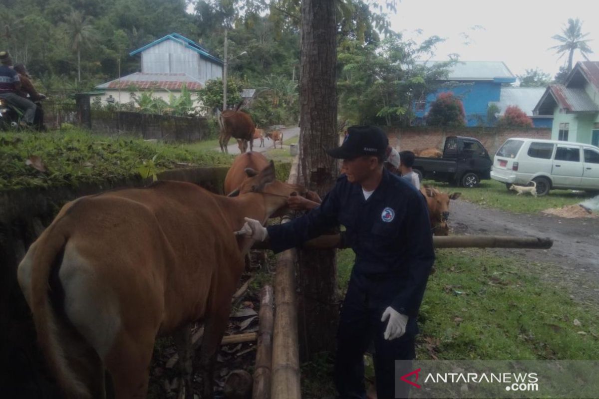 Rejang Lebong tak miliki stok vaksin jembrana untuk vaksinasi sapi