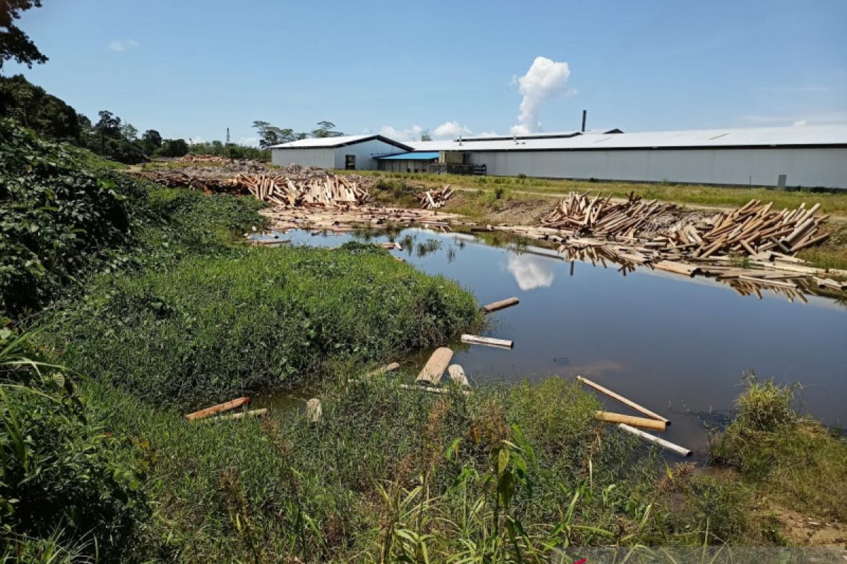 Limbah PT KMT Putussibau Selatan diduga mengalir ke sungai Kapuas