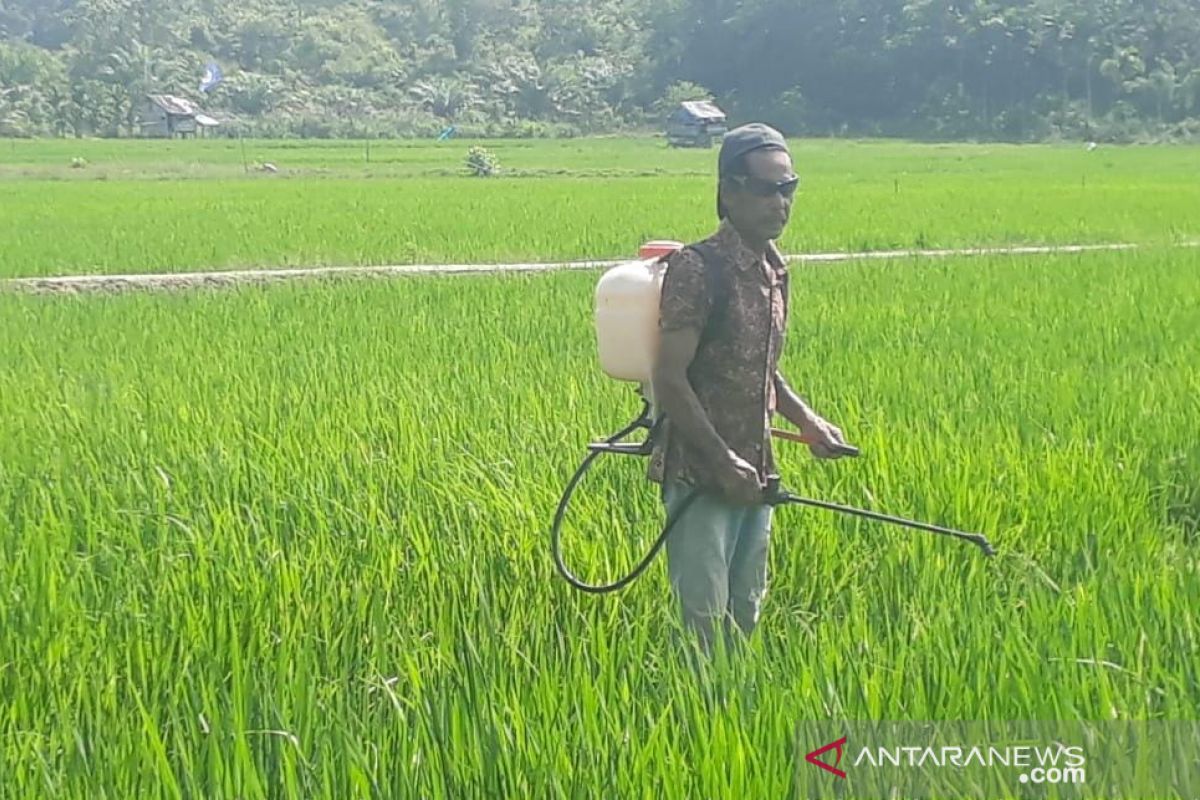 Tanaman padi di Aceh Jaya diserang hama ulat