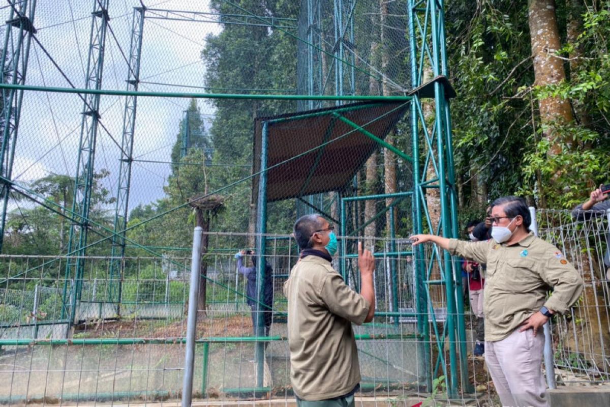 Wamen LHK pastikan pencegahan kebakaran hutan telah berjalan