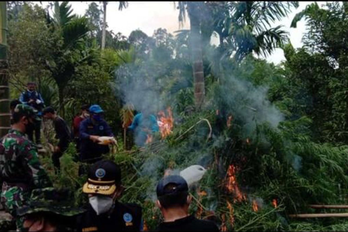 BNN musnahkan 70 ribu batang ganja di Aceh Utara