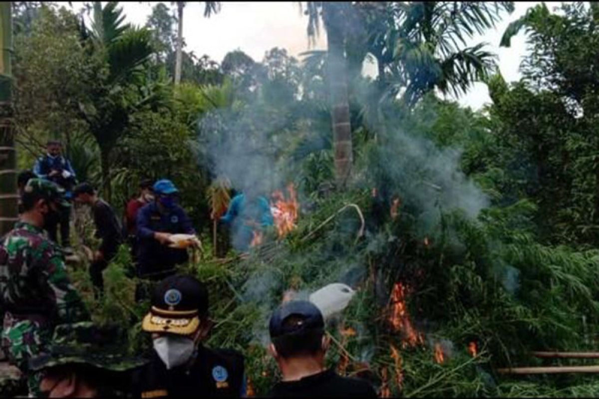 BNN destroys nine hectares of cannabis plantations in North Aceh