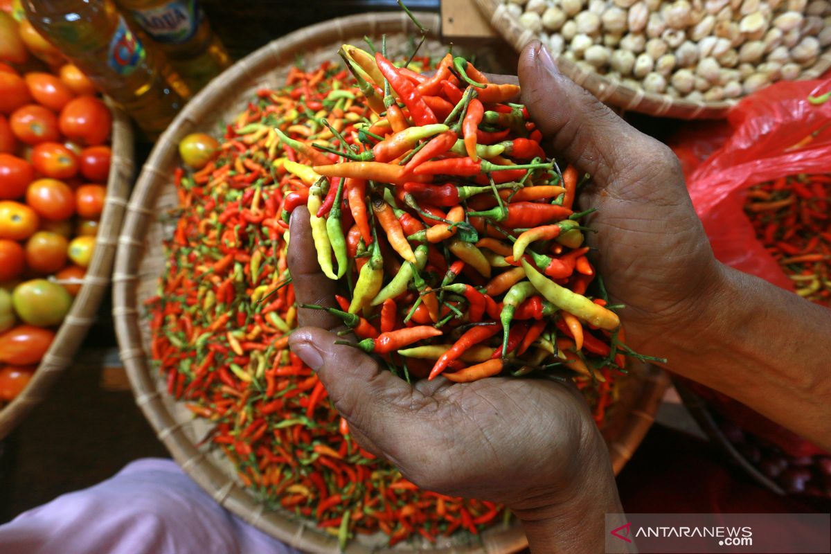 Harga cabai rawit di Gorontalo naik menjadi Rp90 ribu/kg