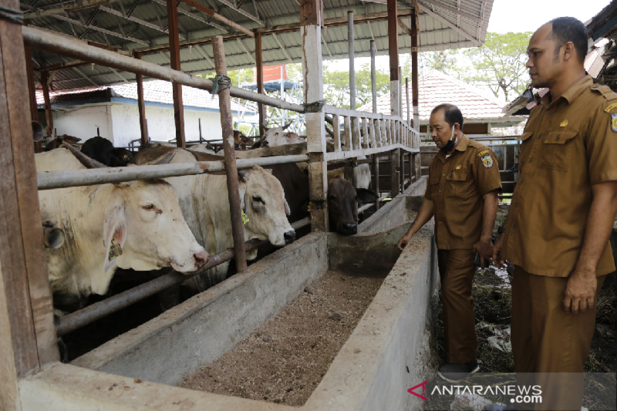 Selama Ramadhan, Banda Aceh sediakan ratusan ekor sapi untuk penuhi kebutuhan
