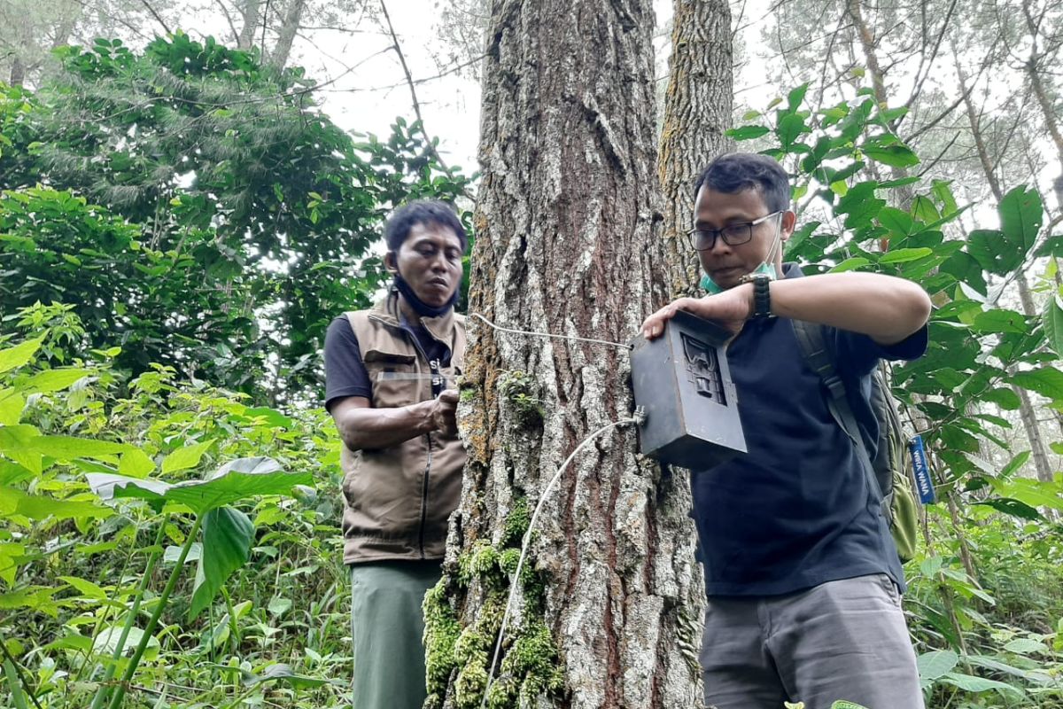 BKSDA lepas tiga kamera trap terpasang di lereng Gunung Wilis