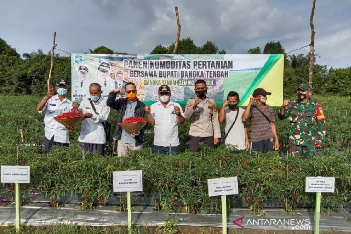 Pemkab Bangka Tengah kembangkan sistem pertanian digital