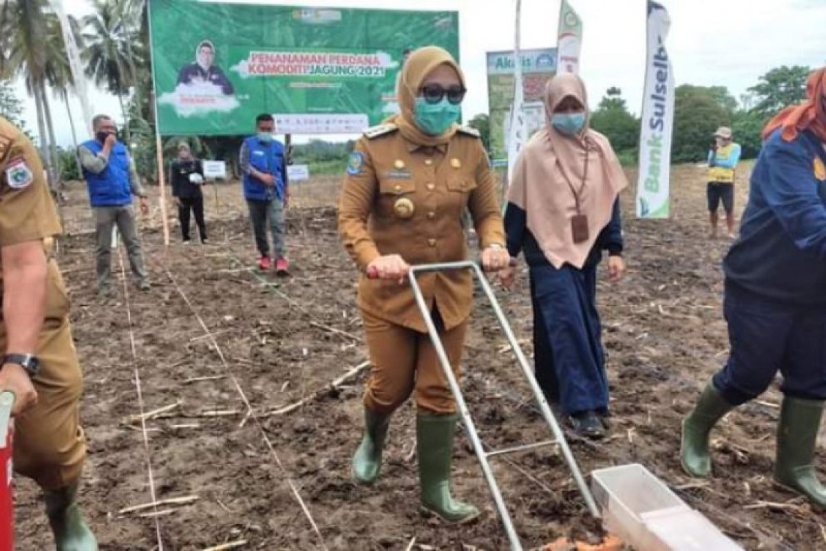 Pemkab Mamuju kukuhkan 10 kelompok tani jagung  Kecamatan Papalang