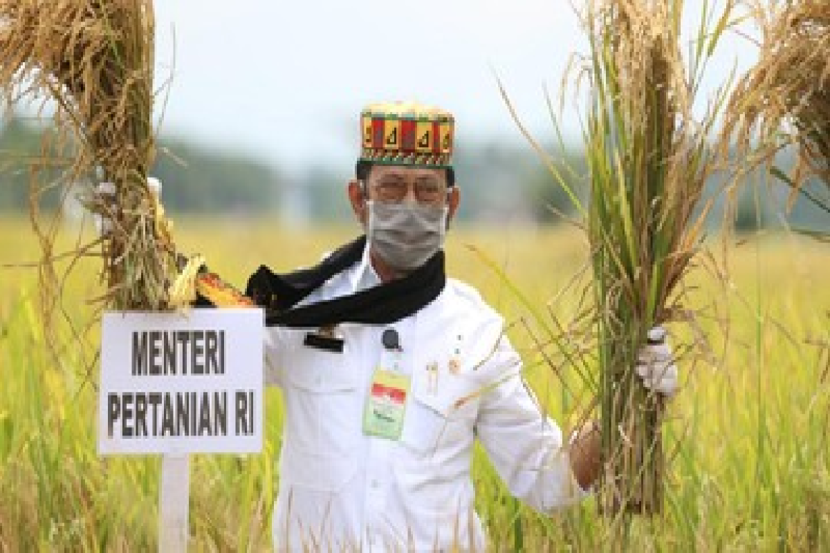 5.120 hektare lahan kawasan food estate di Aceh Besar